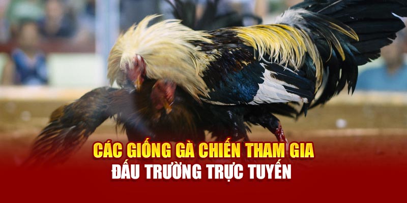 Các giống gà chiến tham gia đấu trường trực tuyến