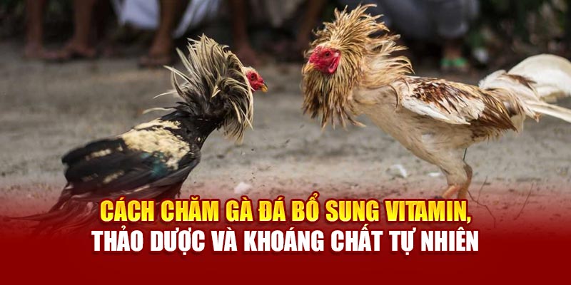Cách chăm gà đá bổ sung vitamin, thảo dược và khoáng chất tự nhiên