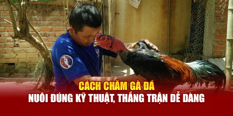 cach-cham-ga-da-–-nuoi-dung-ky-thuat-thang-tran-de-dang