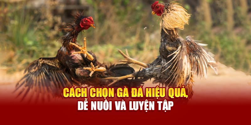 Cách chọn gà đá hiệu quả, dễ nuôi và luyện tập
