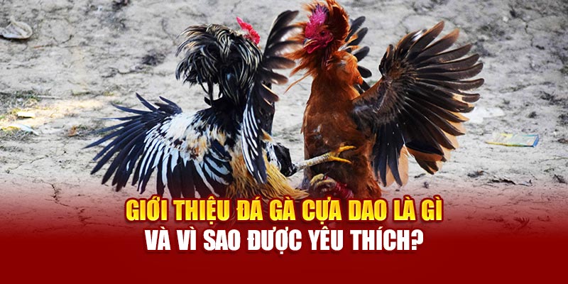 Giới thiệu đá gà cựa dao là gì và vì sao được yêu thích?