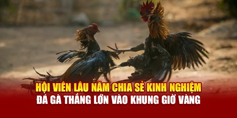 Hội viên lâu năm chia sẻ kinh nghiệm đá gà thắng lớn vào khung giờ vàng