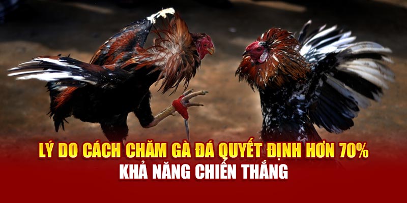 Lý do cách chăm gà đá quyết định hơn 70% khả năng chiến thắng