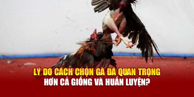 Lý do cách chọn gà đá quan trọng hơn cả giống và huấn luyện?