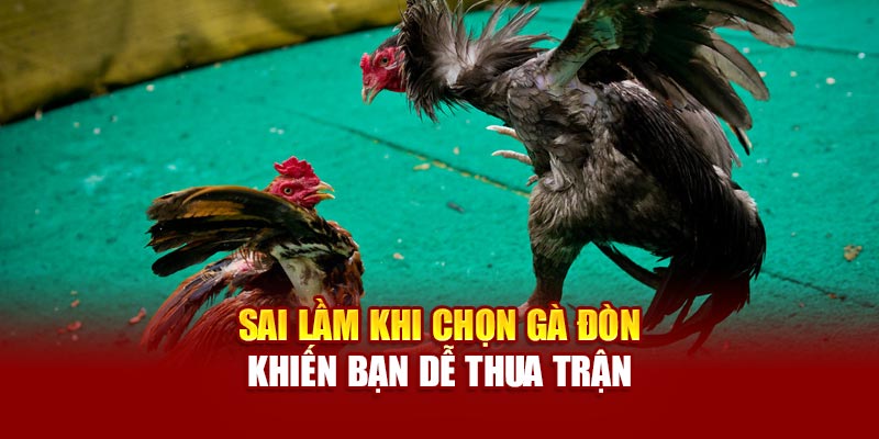 Sai lầm khi chọn gà đòn khiến bạn dễ thua trận