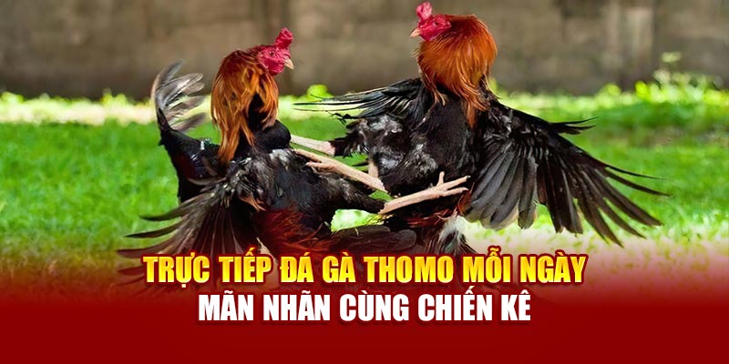 truc-tiep-da-ga-thomo-moi-ngay-–-man-nhan-cung-chien-ke